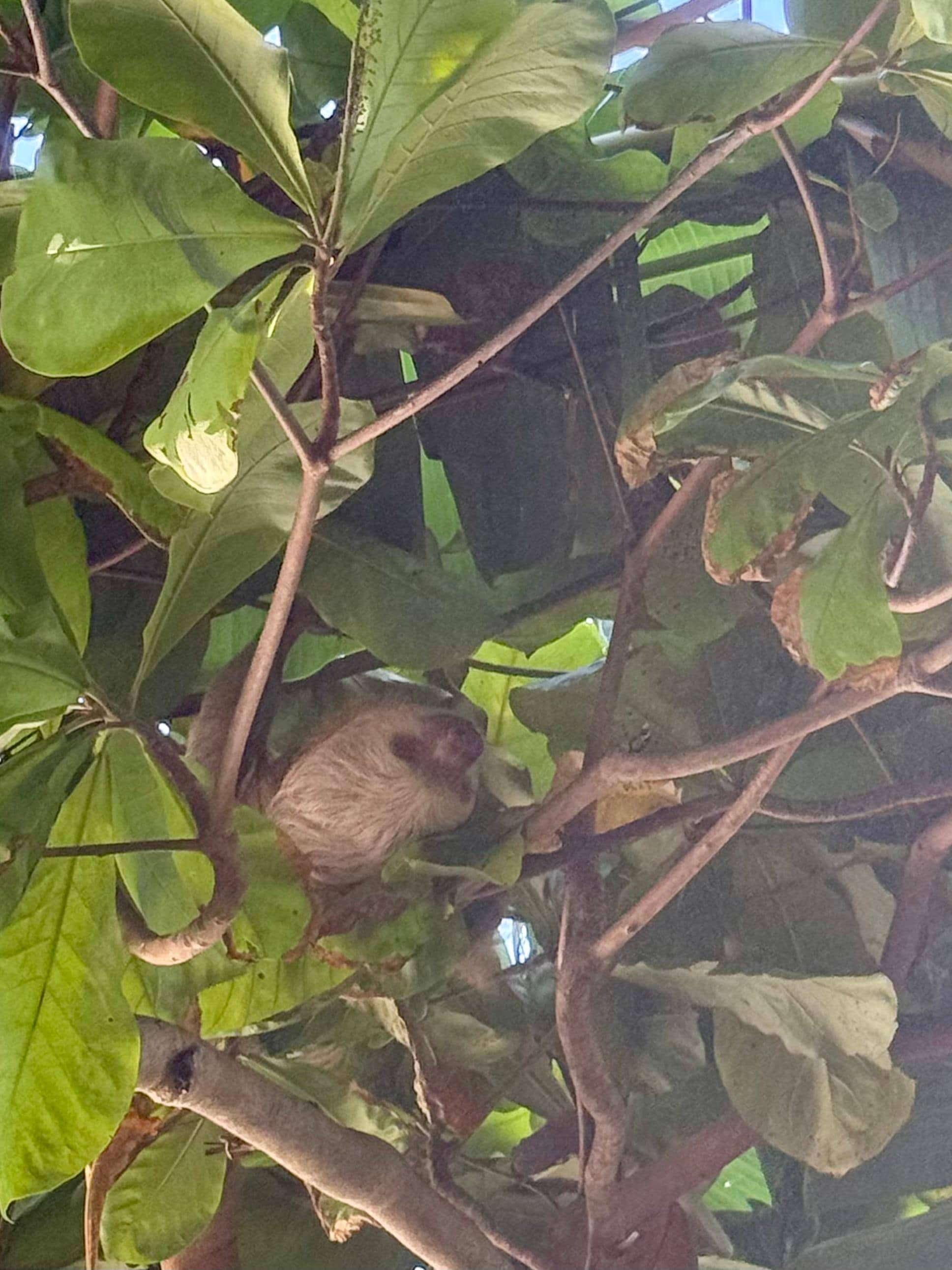 During our stay there were 3 sloths in the trees next to the house at one time! THREE!!