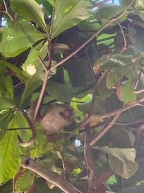 During our stay there were 3 sloths in the trees next to the house at one time! THREE!!