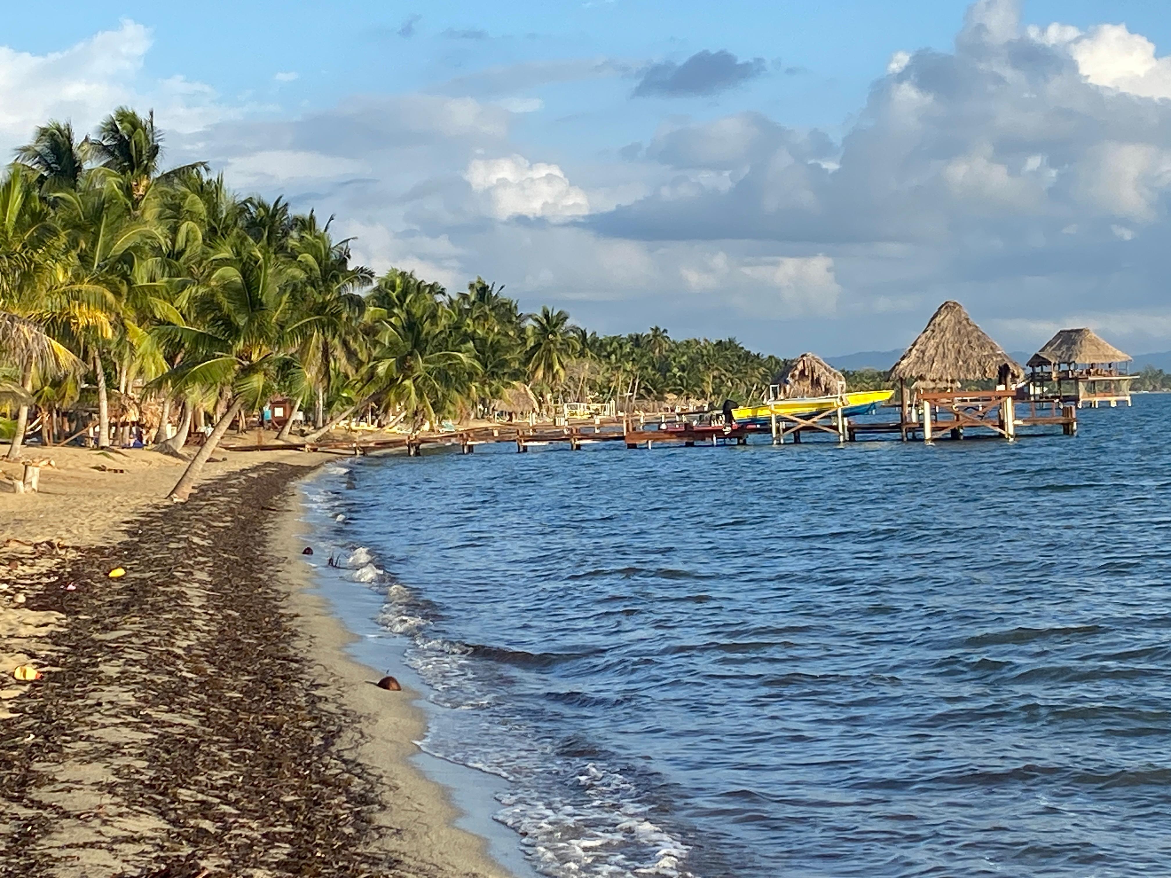Scenic coconuts grove on parade 