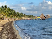 Scenic coconuts grove on parade