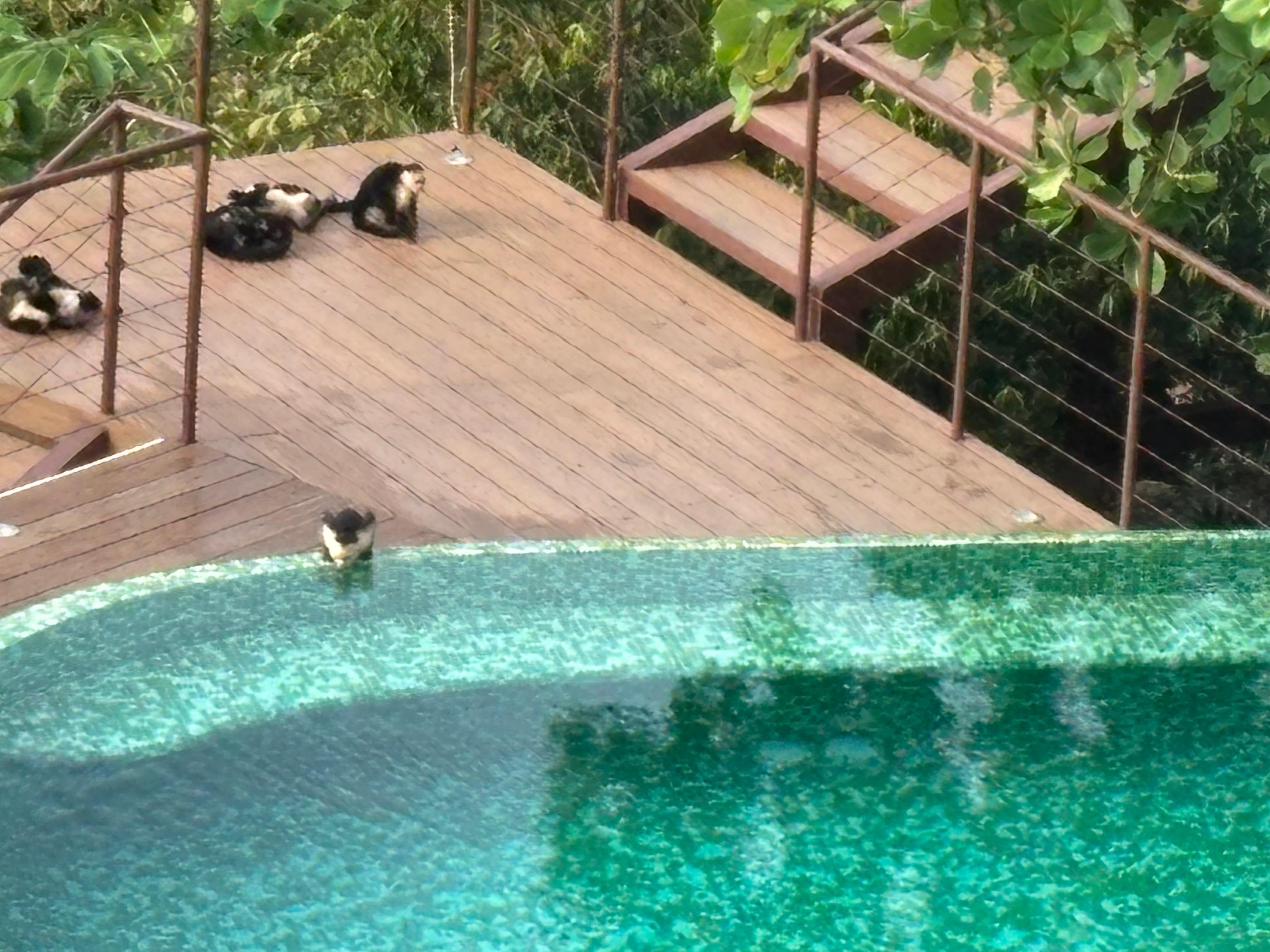 Monkeys frolicking in the morning.