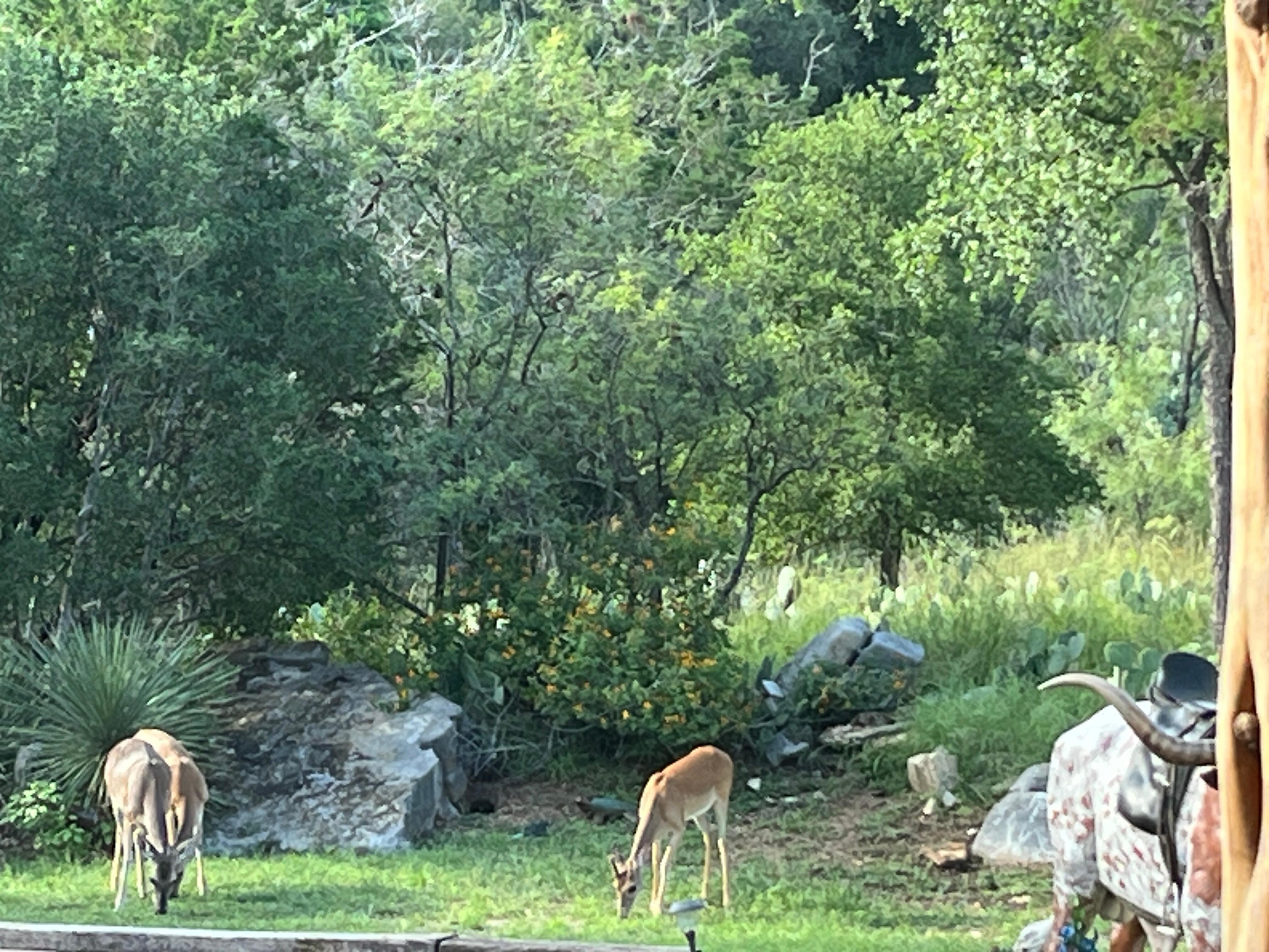 Visitors