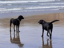 You go,...no, you go,... no you go please and tell me how cold the water is,...