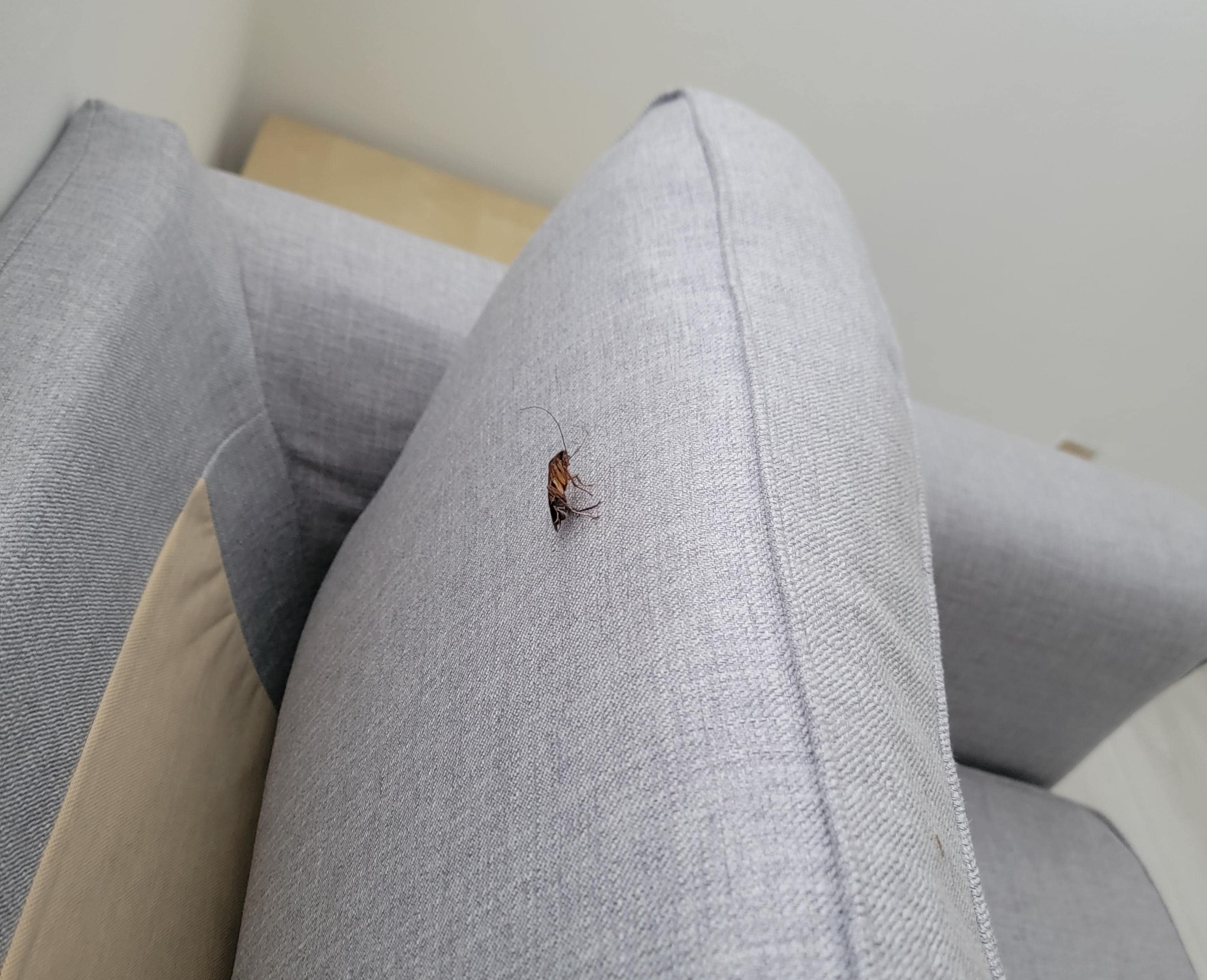 Cockroach found behind couch cushion
