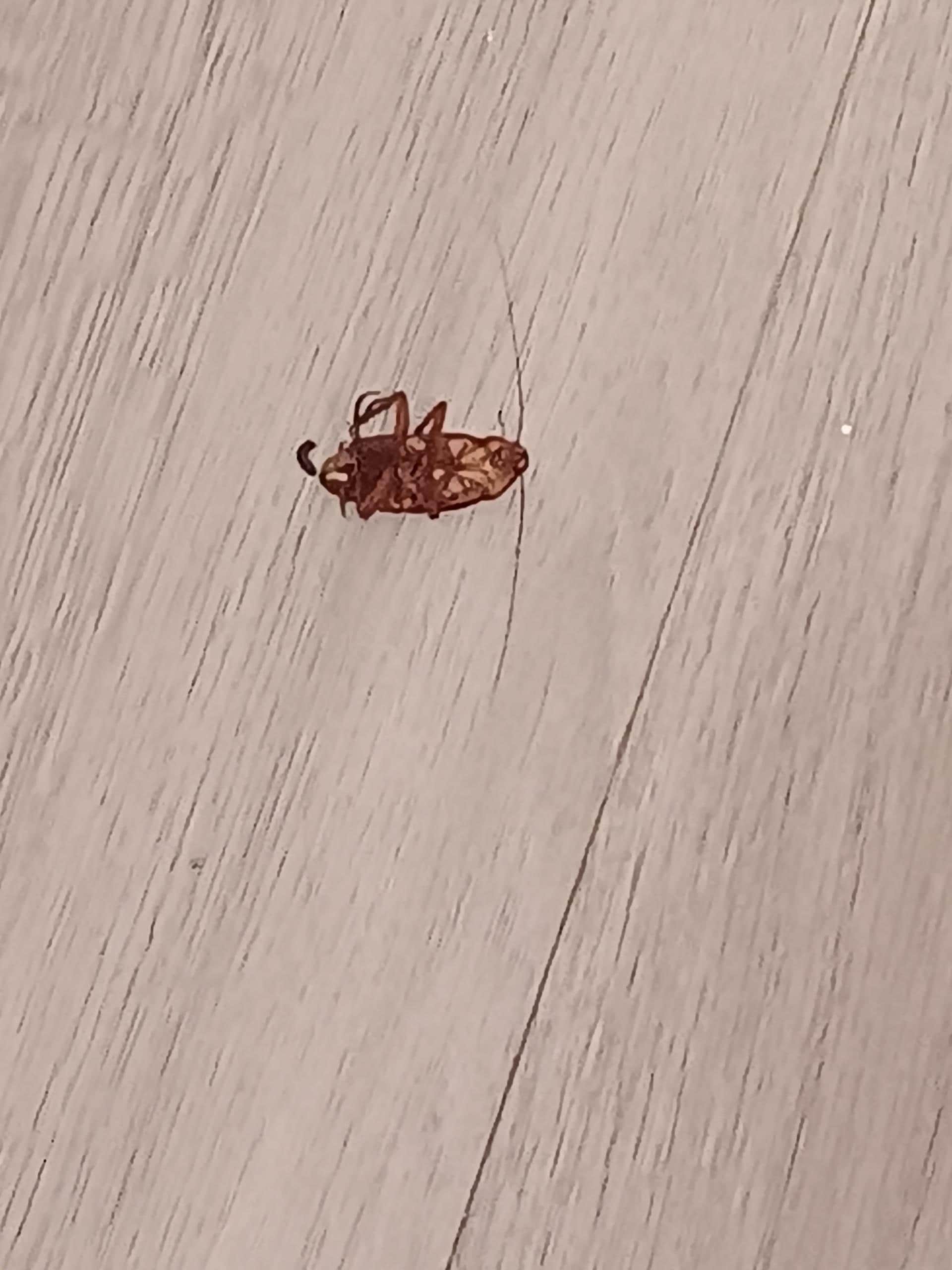 Roach alive on his back when we walked in