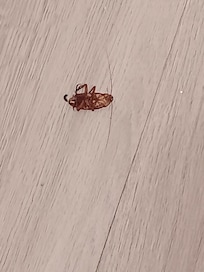 Roach alive on his back when we walked in