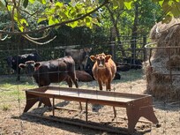 Two curious cows