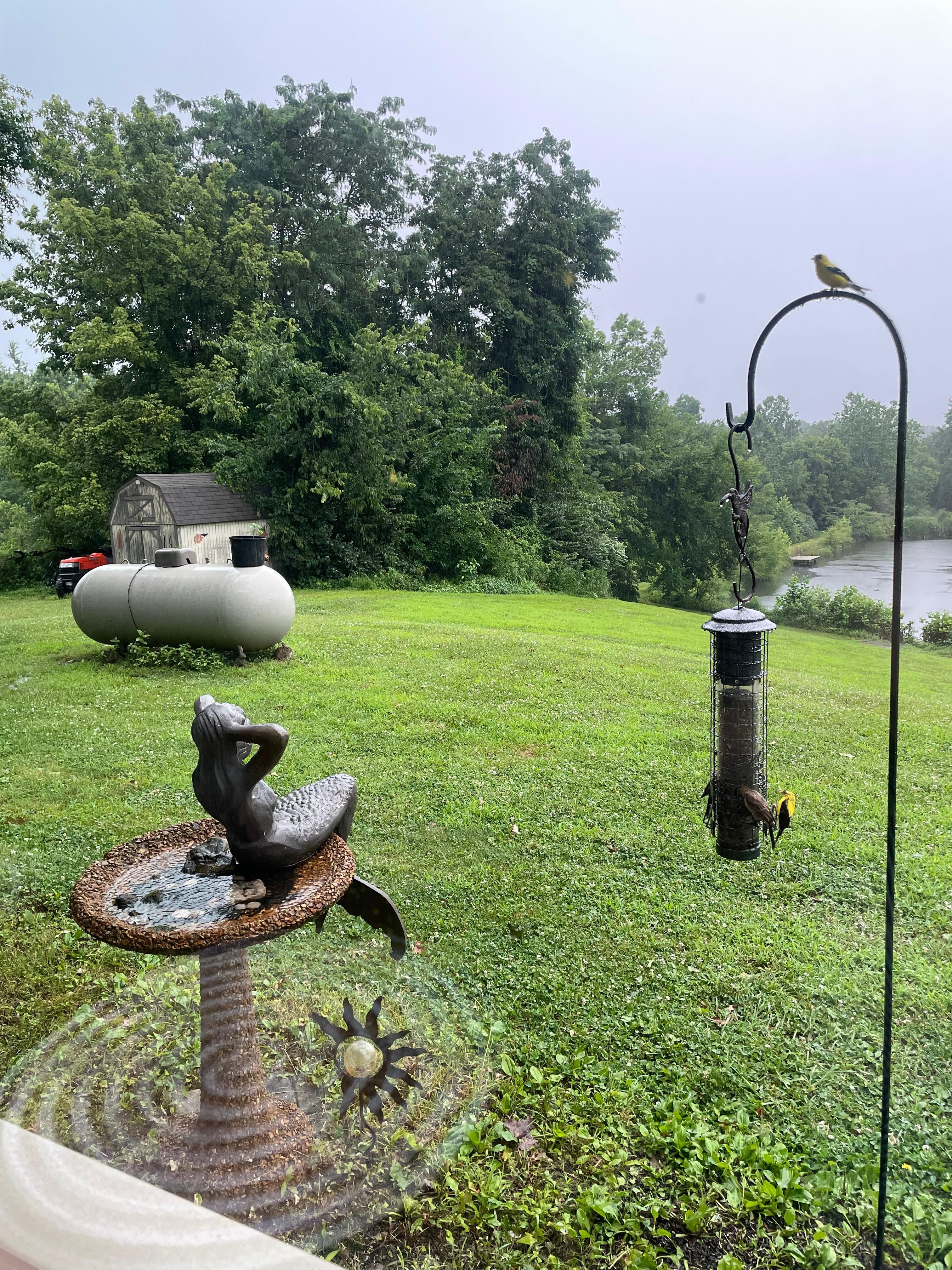 Birds, bunny and morning coffee. 