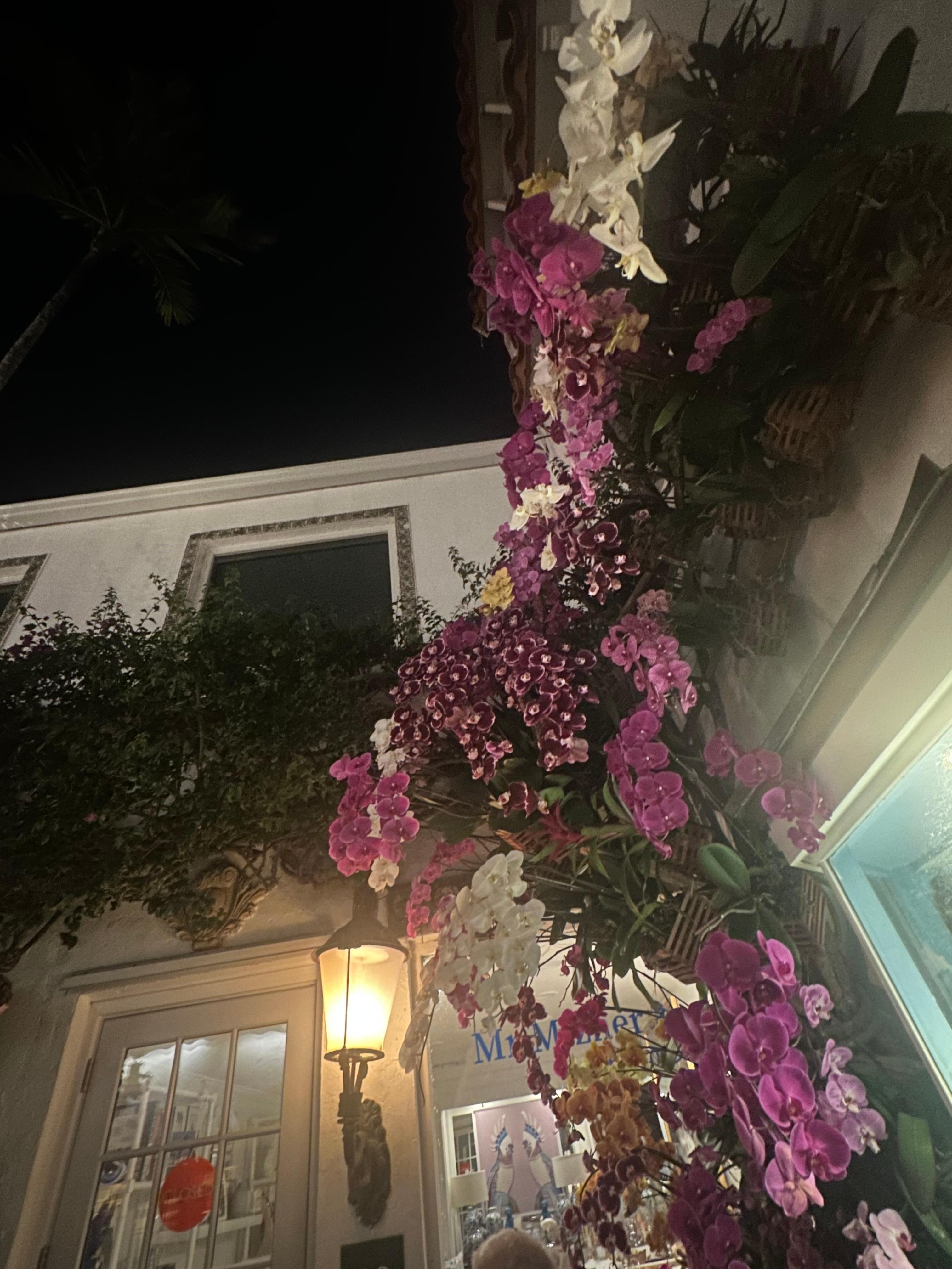 One out of the 2 clusters of orchids within my view while dining in Renato’s patio…very lovely!!  