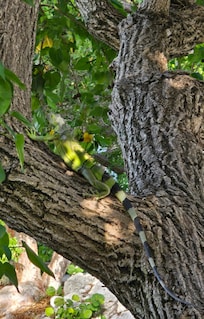 Iguana