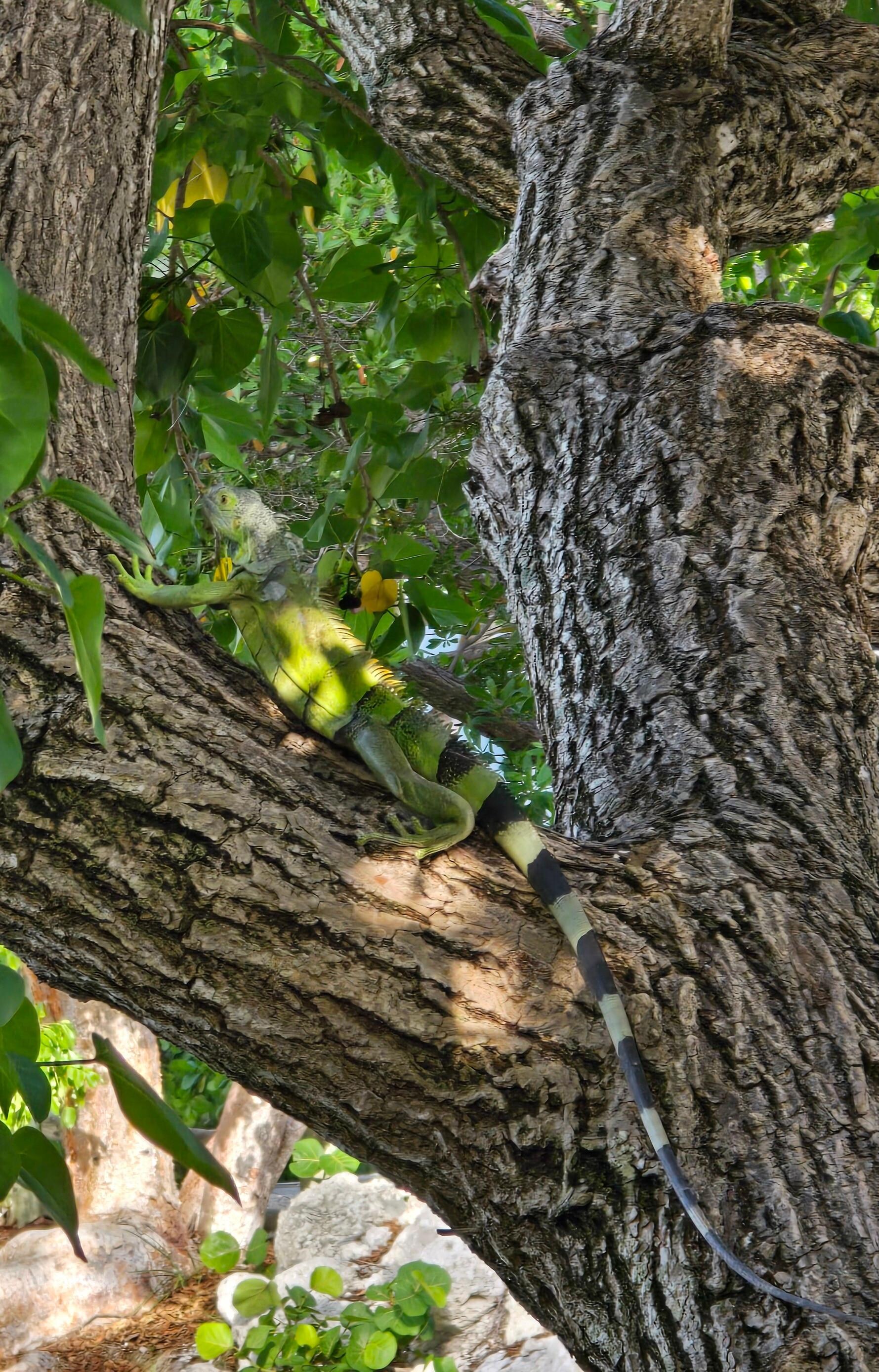 Iguana