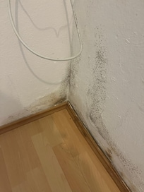 Mould throughout