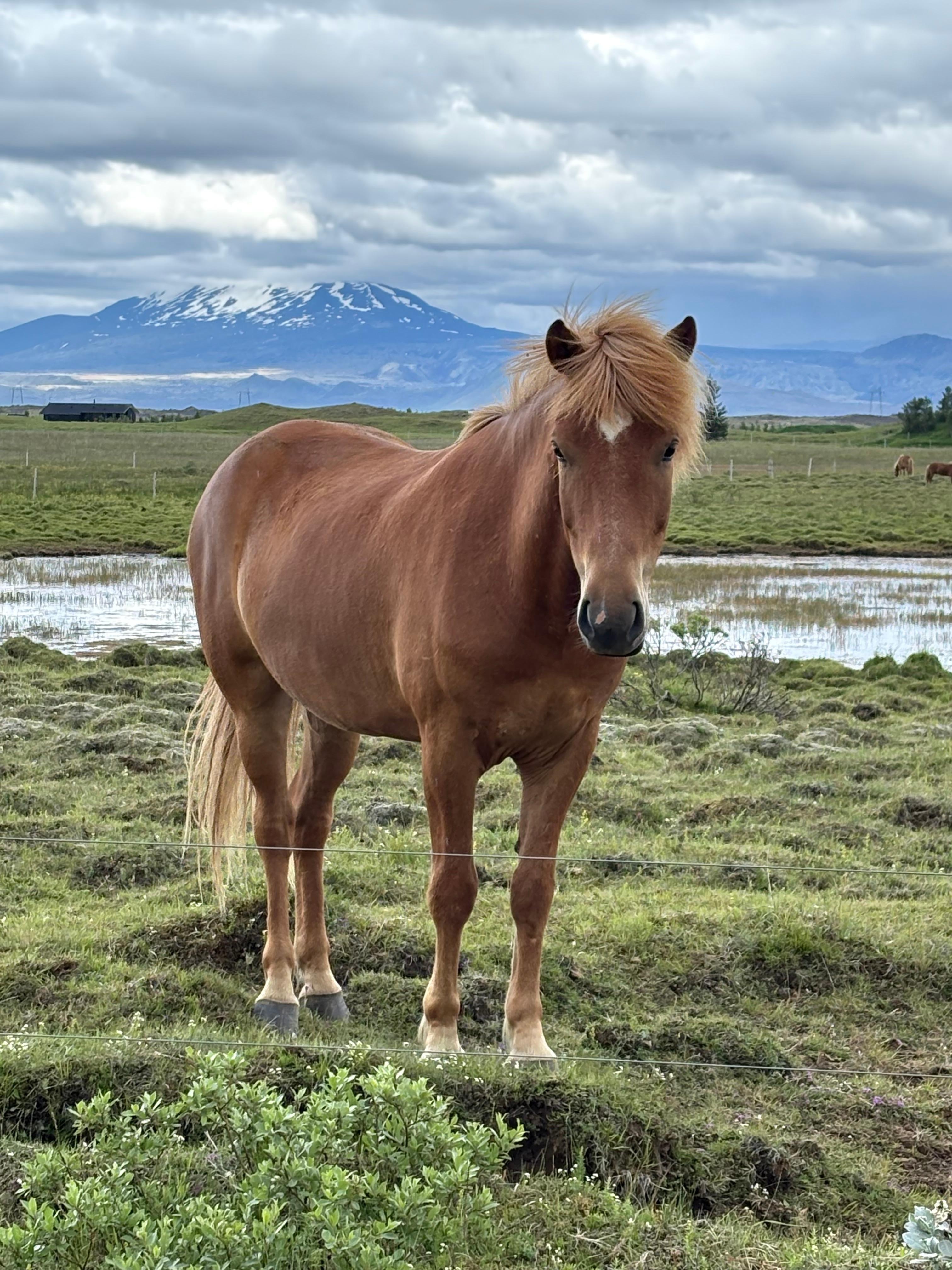 Horse farm next door