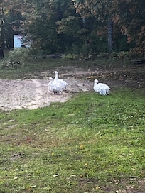 Cool geese