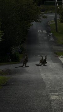Kangaroos in Mt. Victoria