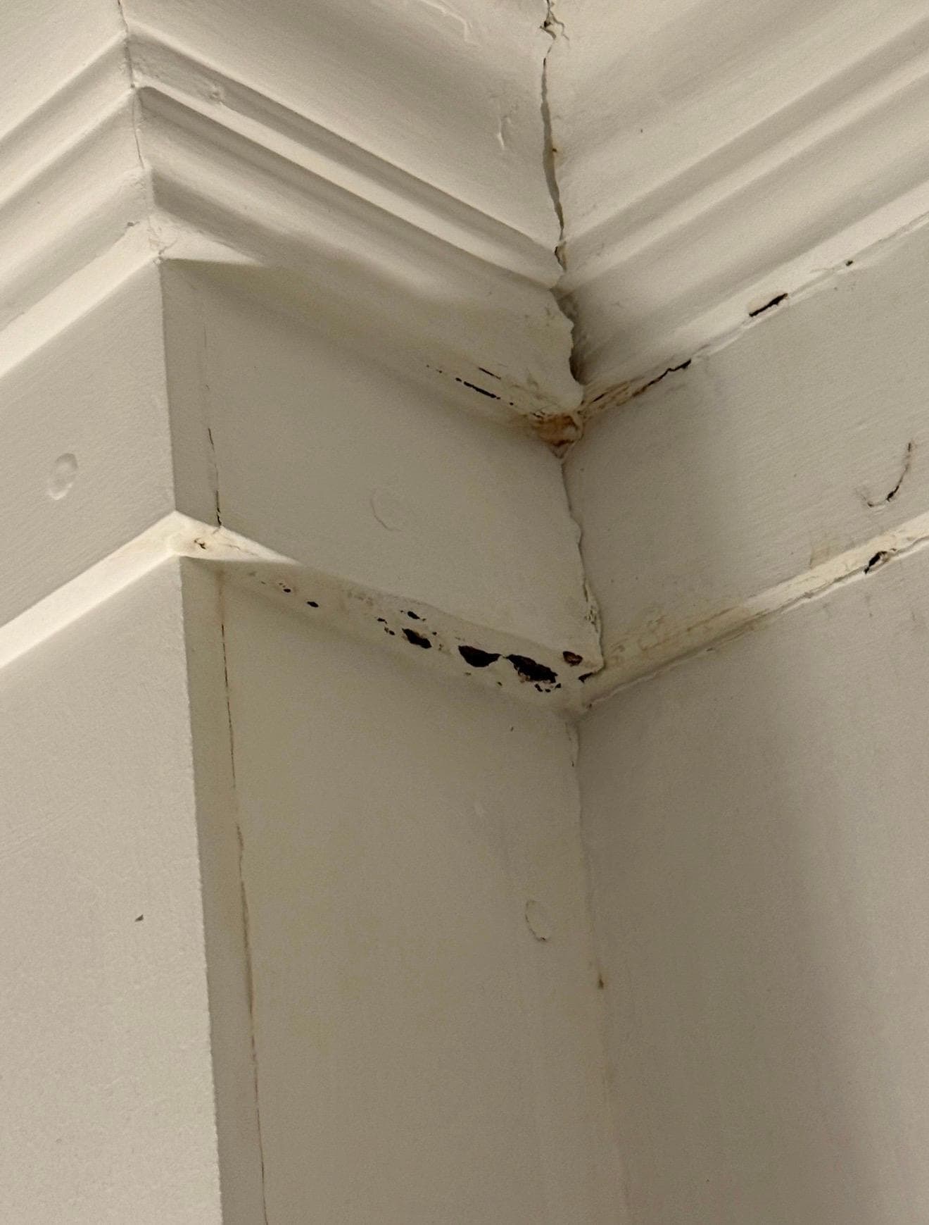 Cracked walls and bug damage 