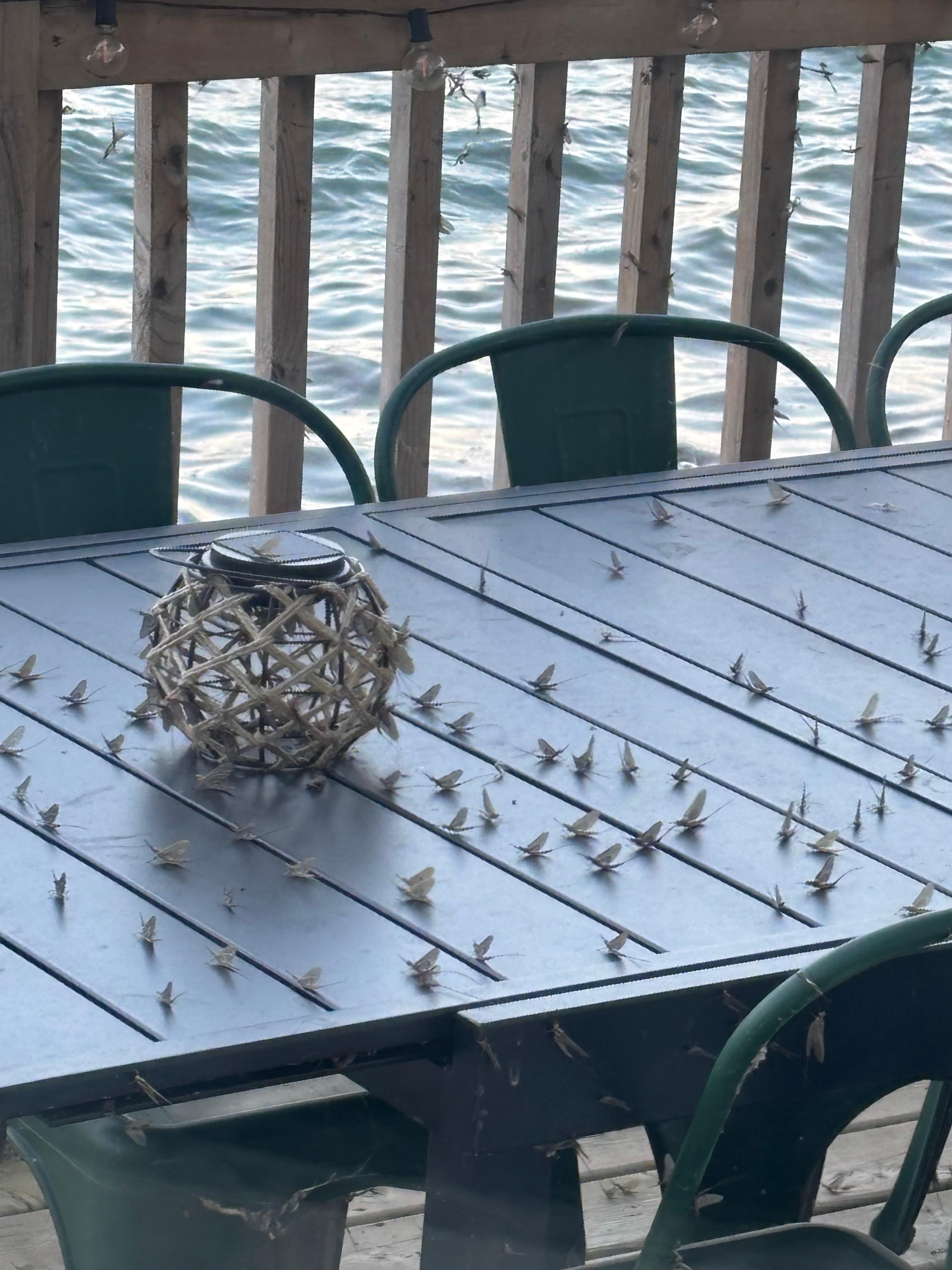 Mayflies on the deck