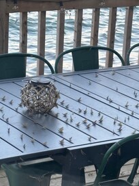 Mayflies on the deck