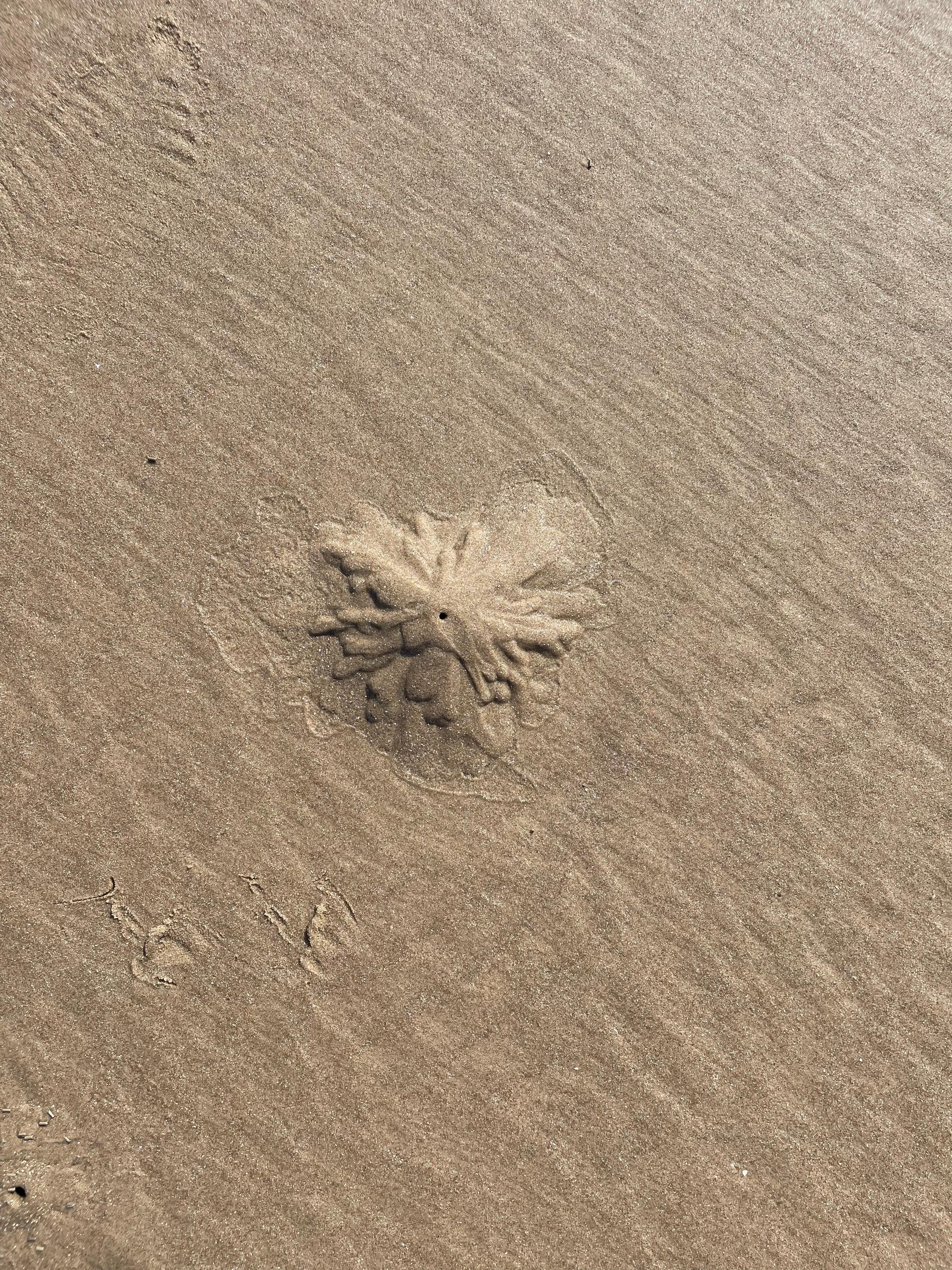 Holiday sand snowflake?!!