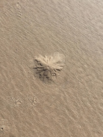 Holiday sand snowflake?!!
