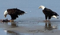 Bald Eagles feasting on the beach.