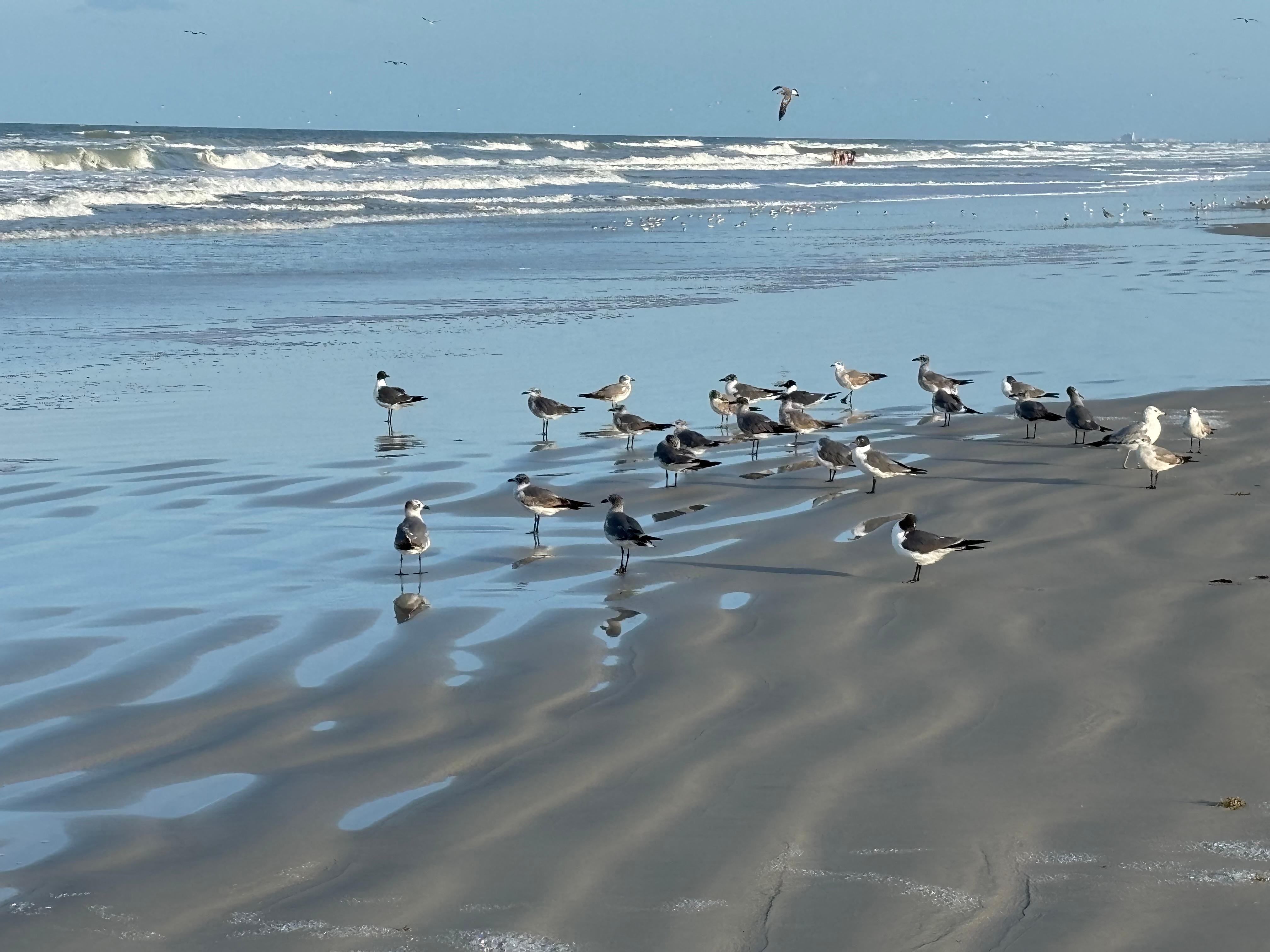 Birds at shore