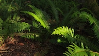 Ferns.