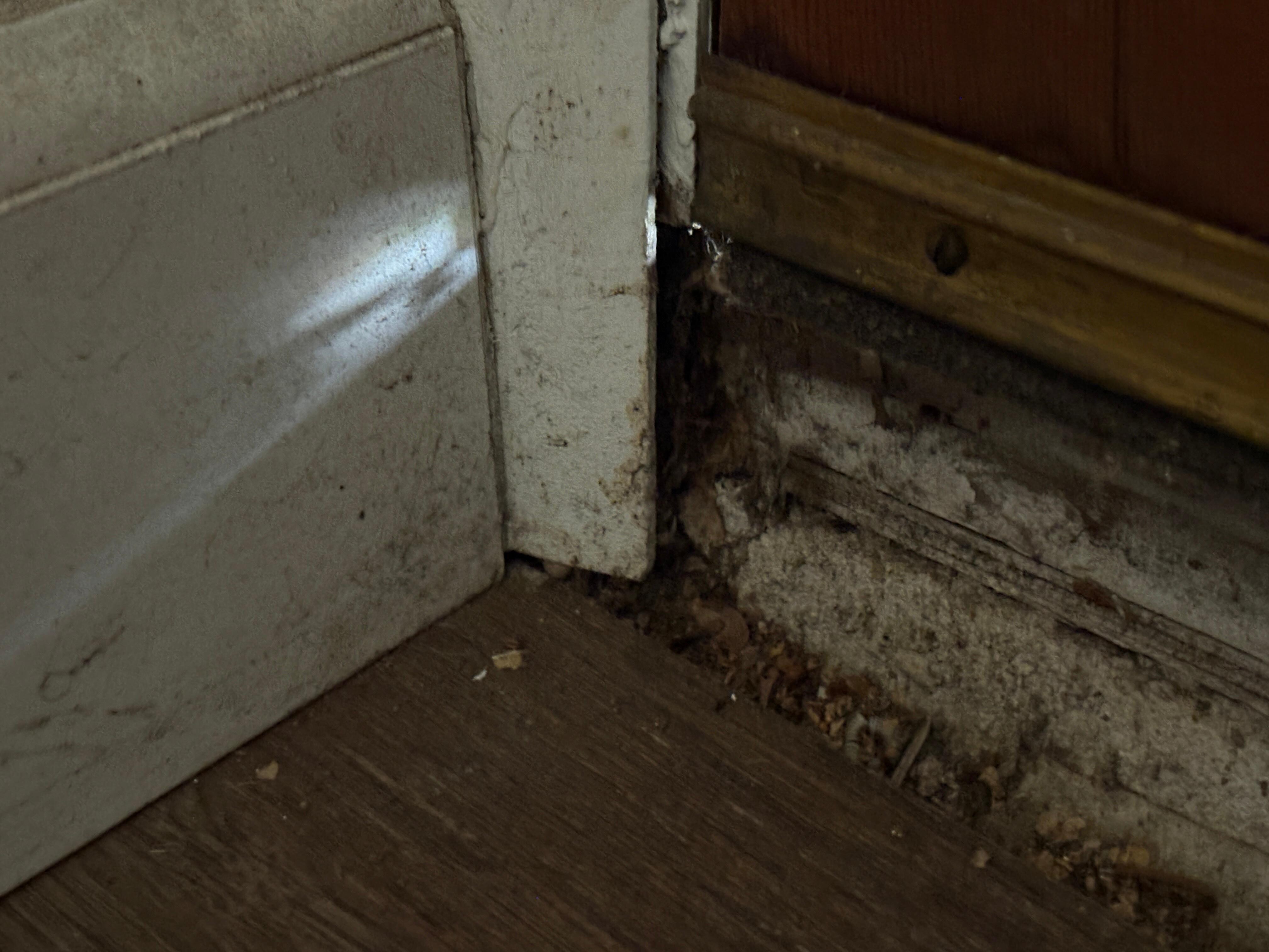 crack/mold where bugs get in