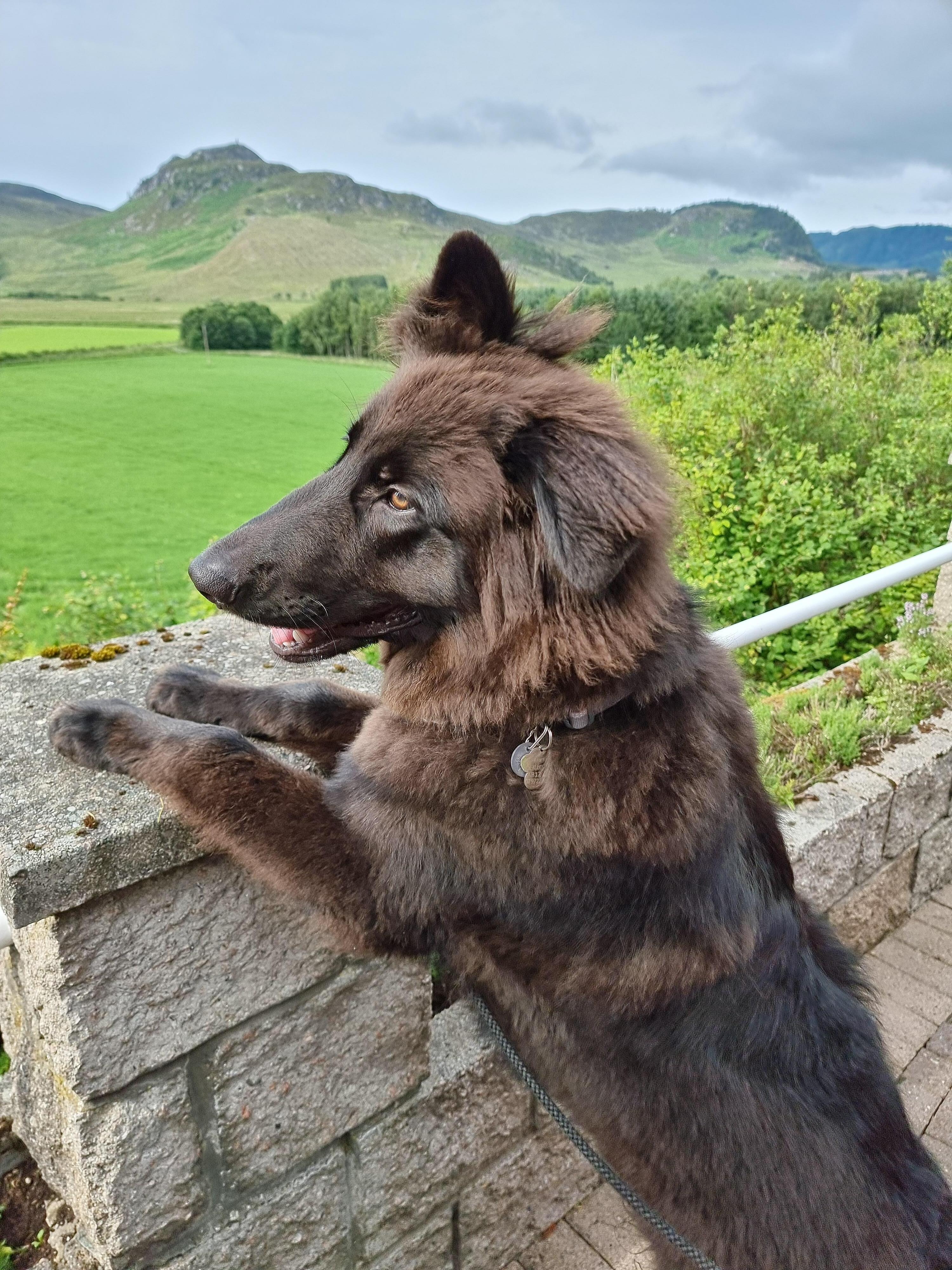 Otto likes the views 