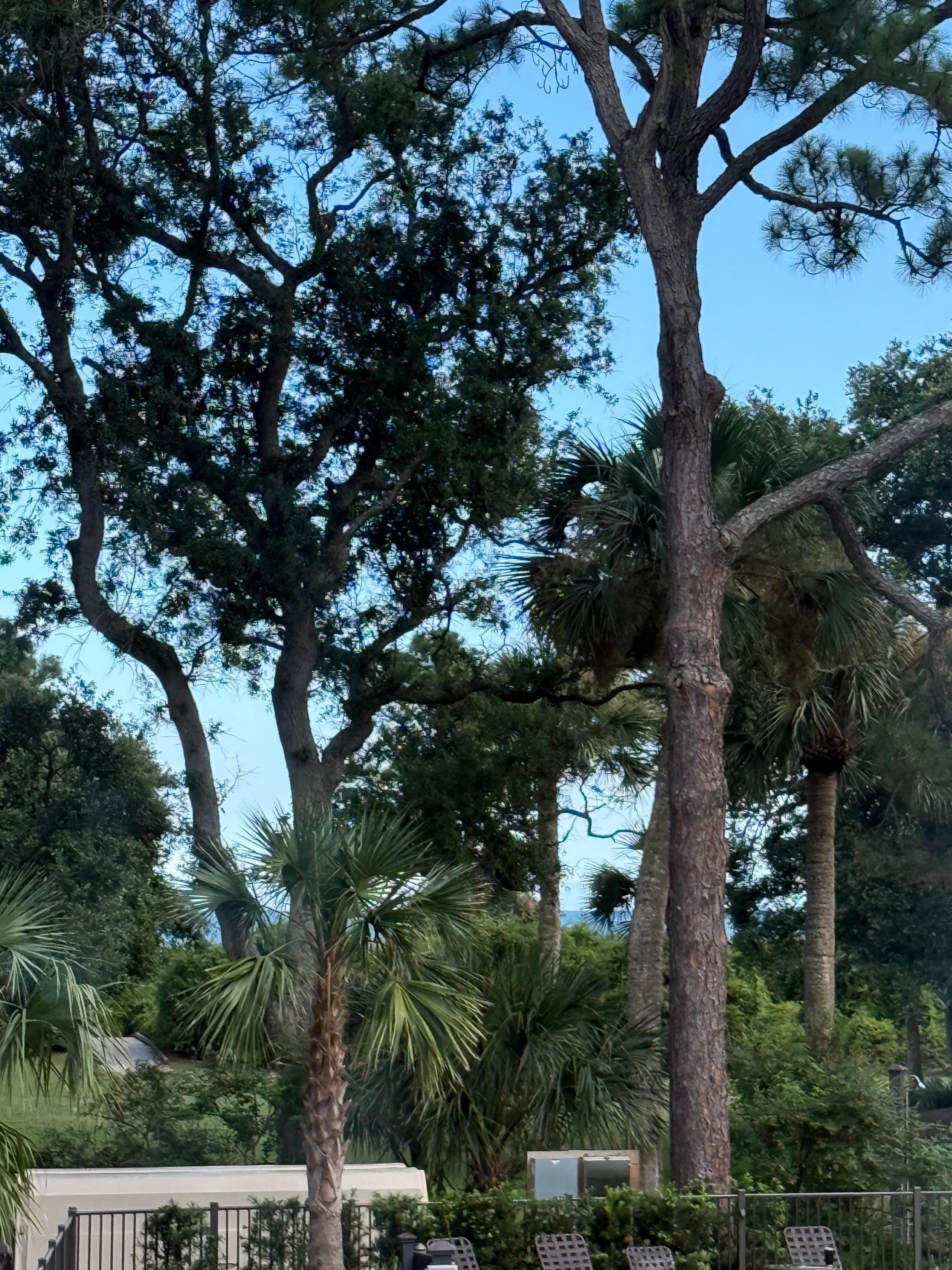 View from the balcony zoomed out to see a peak of the ocean!