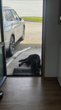 Sehr gut erzogene Hunde die nicht betteln oder ins Zimmer kommen