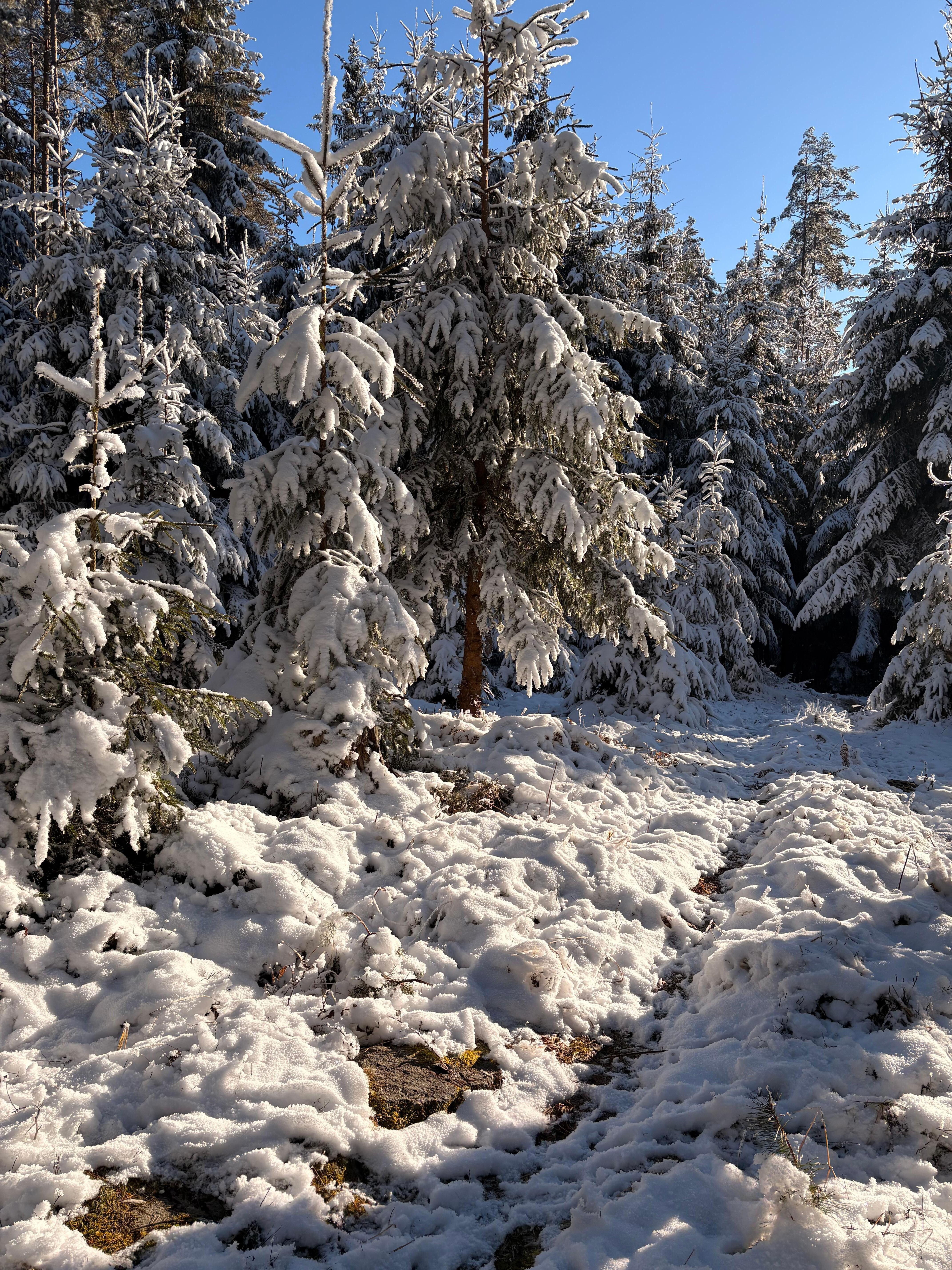 Der Wald hinter dem Haus