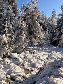 Der Wald hinter dem Haus