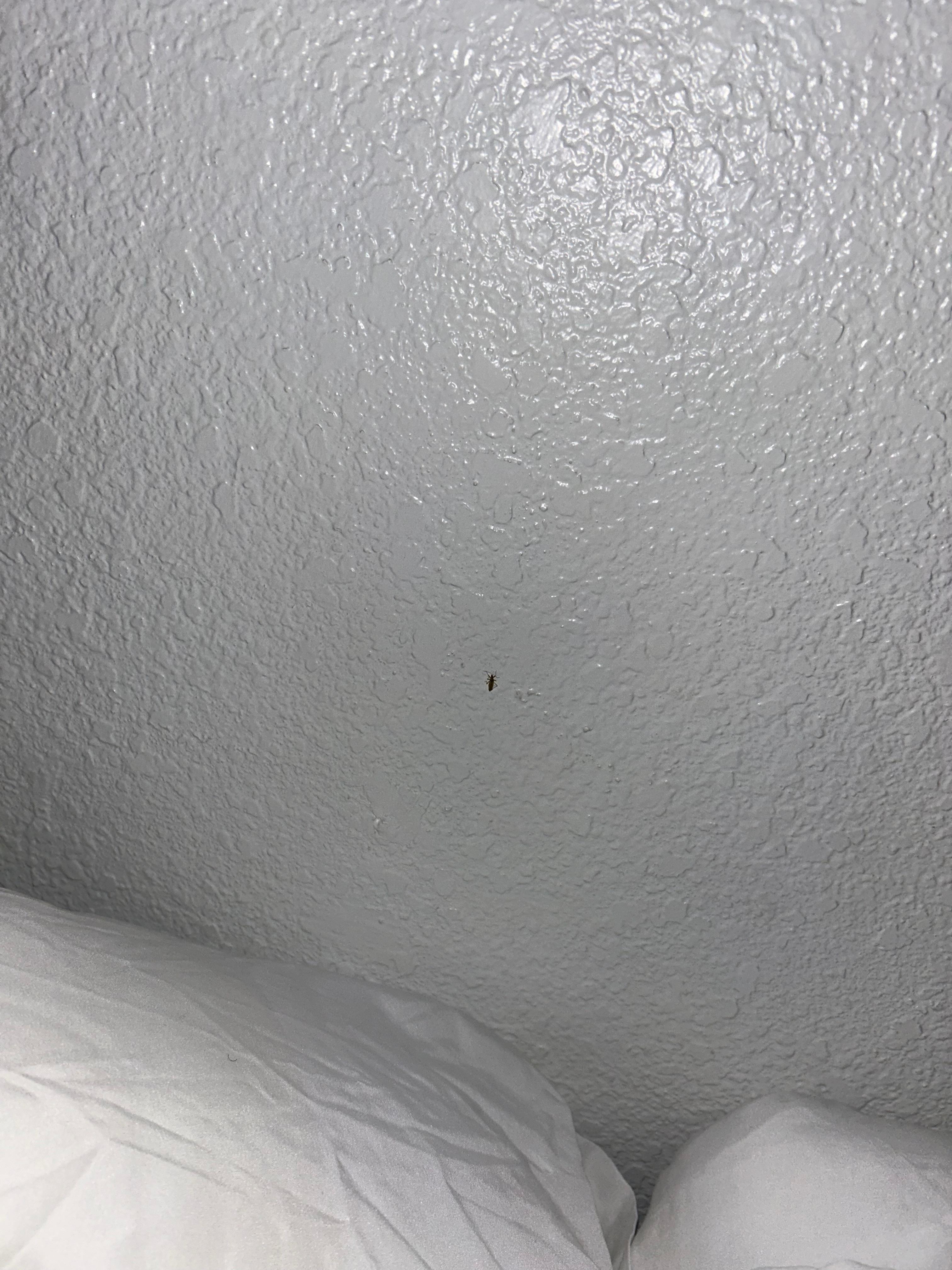 Another bug by my bed that I also killed.
