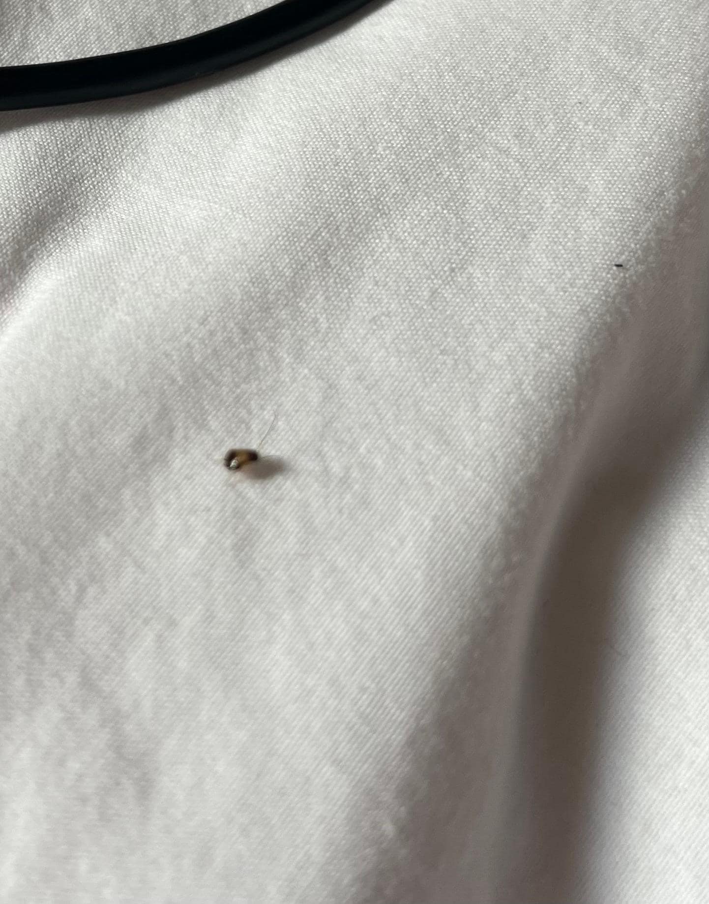 These little roaches were in the sink on the beds and had to switch rooms to still see them
