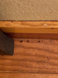 Mouse droppings under bed