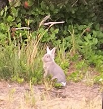 Strange looking rabbit