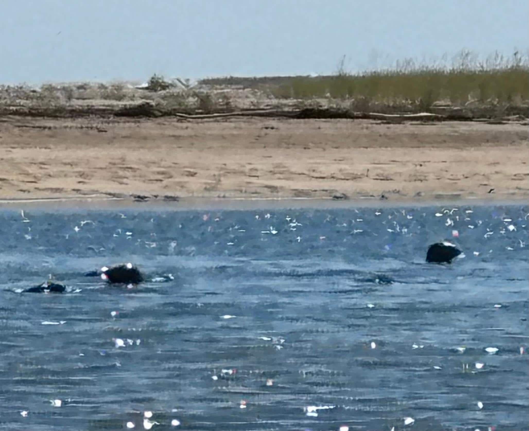 Seals hanging out in Marina channel near the beach