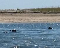 Seals hanging out in Marina channel near the beach