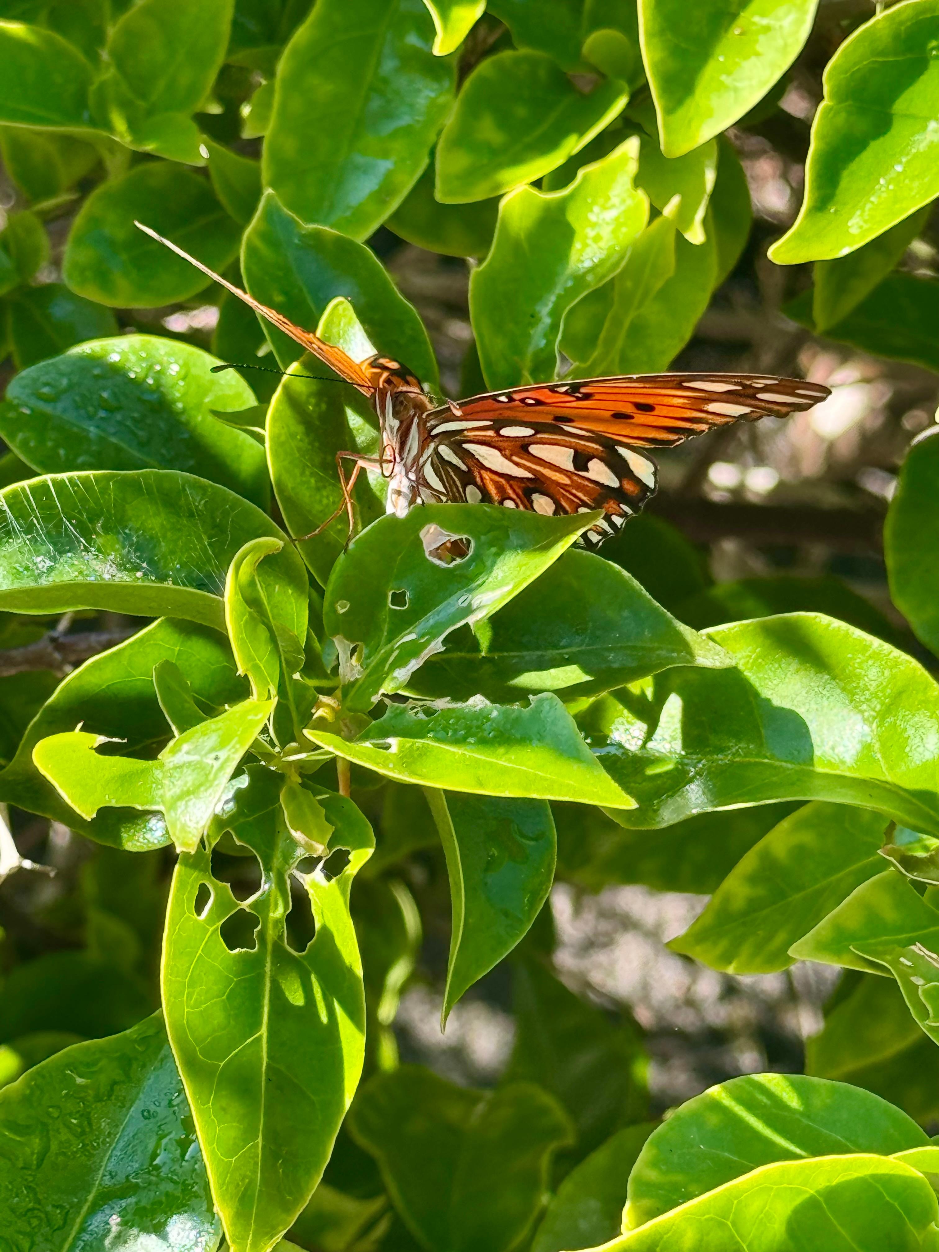 The flowers in front of the house were covered in butterflies 