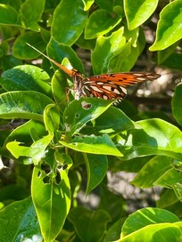 The flowers in front of the house were covered in butterflies
