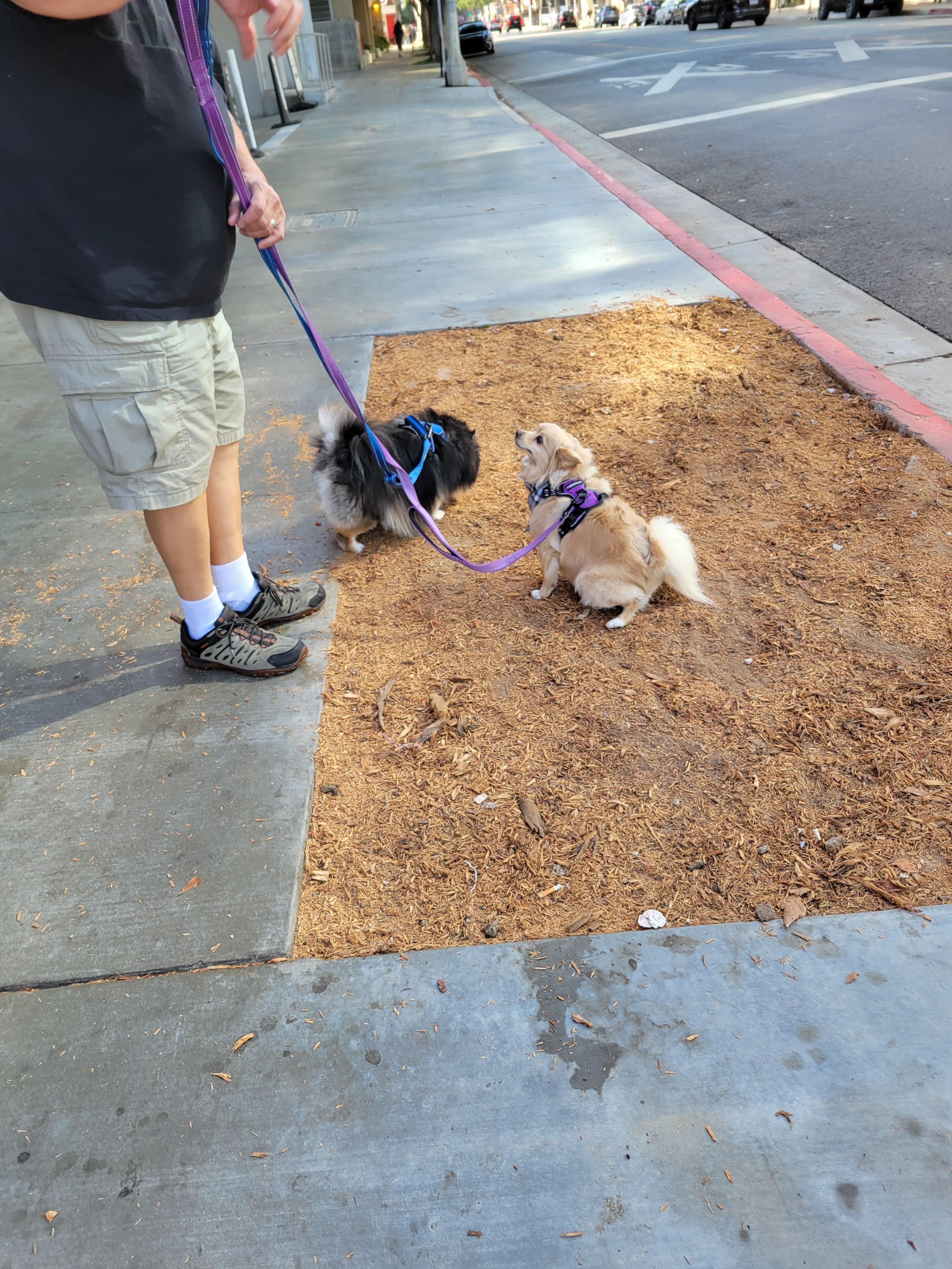 The only accommodation for dogs.