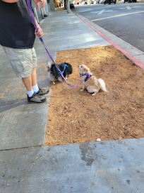 The only accommodation for dogs.