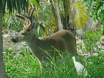 Key Deer