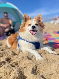 Gizmo