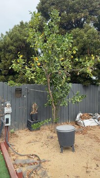 Beautiful lemon tree in backyard.