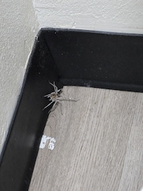 Huge spider in bathroom