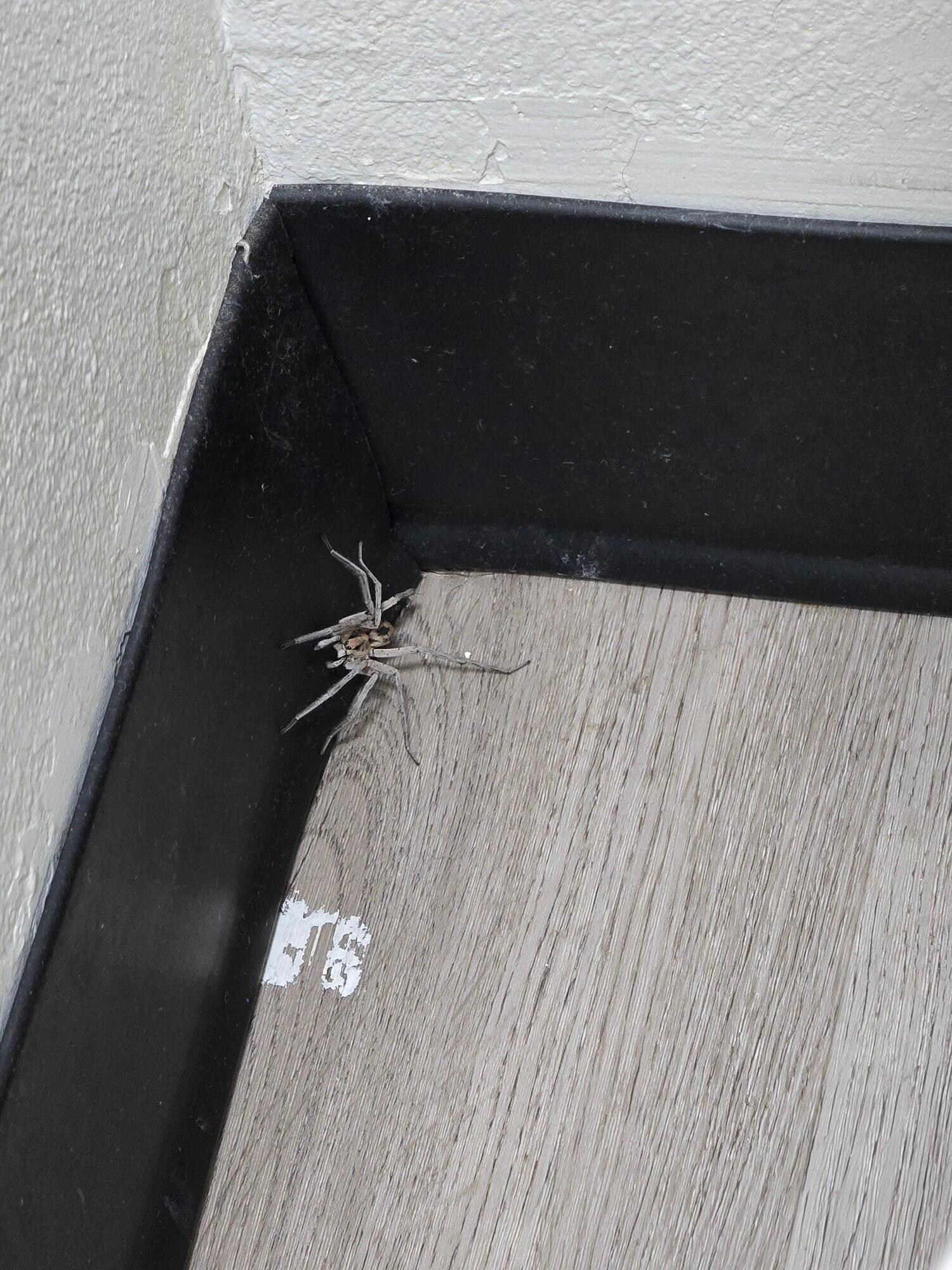 Huge spider in bathroom