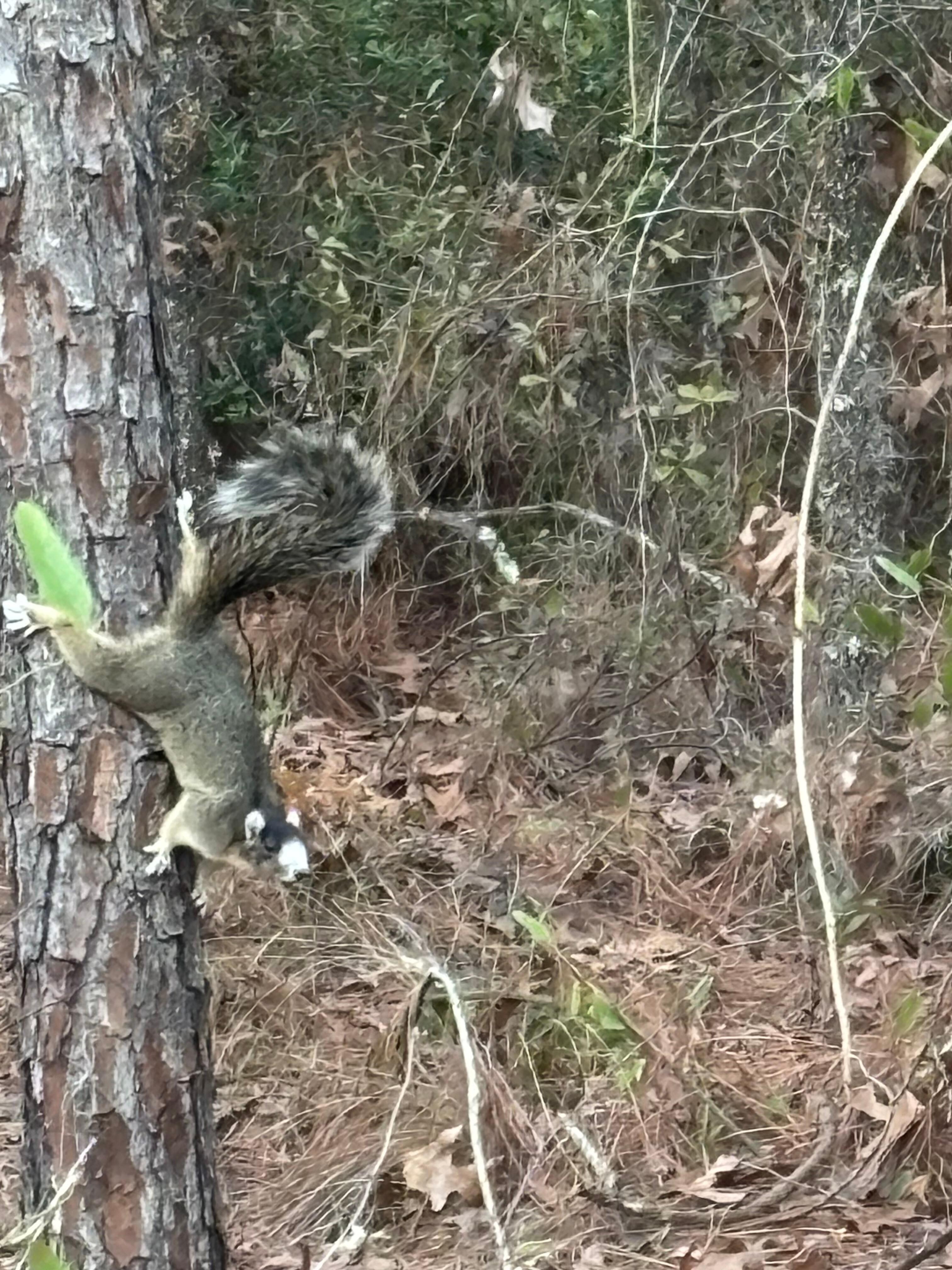 Southern fox squirrel, something different for a visitor from illinois