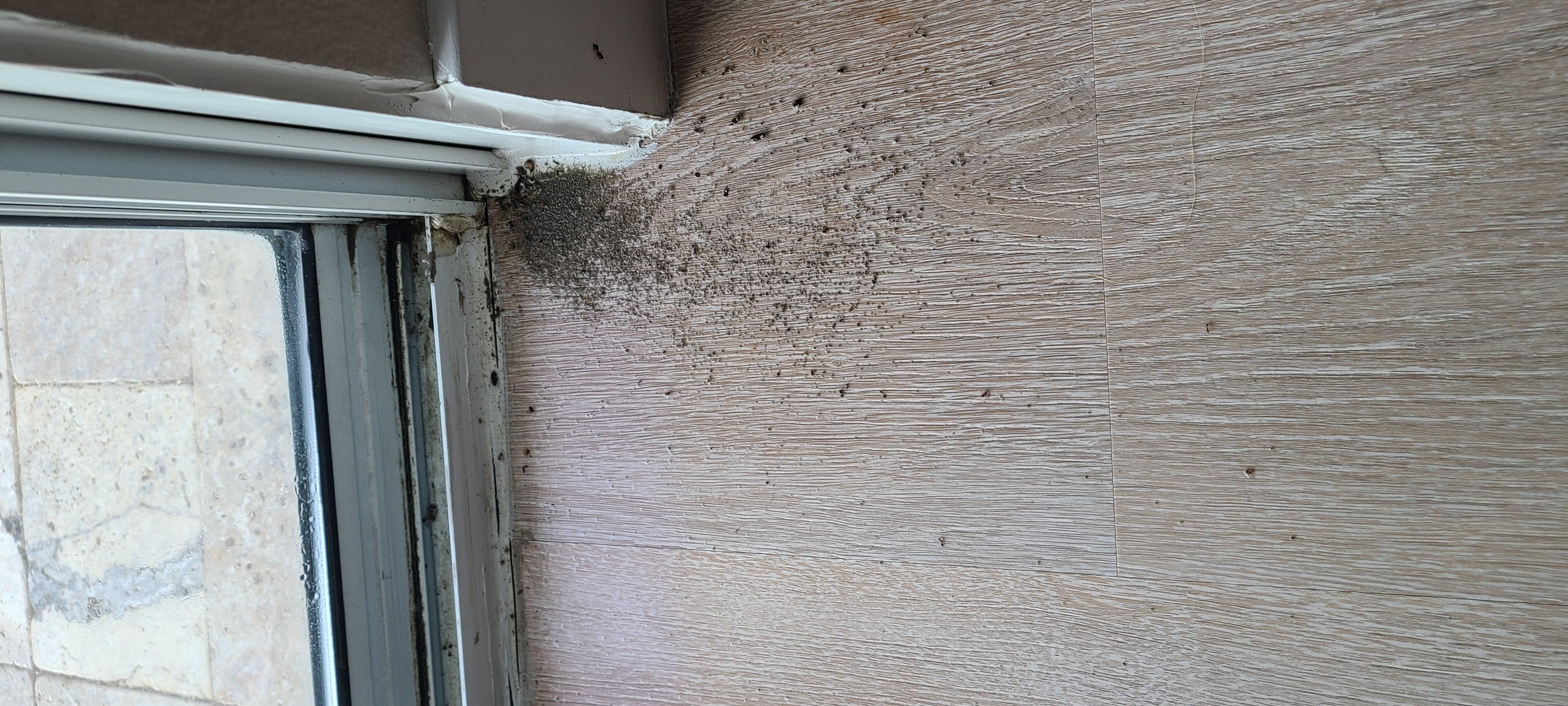 Lots of ants
